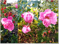 November roses in the rose garden