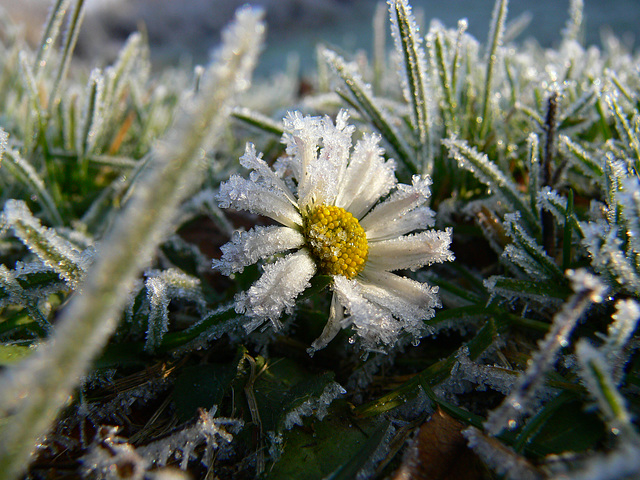 frosty beauty