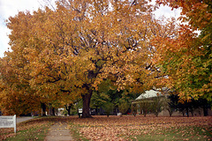 Fall Tree 2001