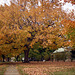 Fall Tree 2001