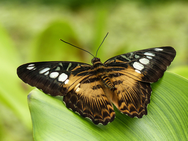 Blue and Brown Clipper / Parthenos sylvia