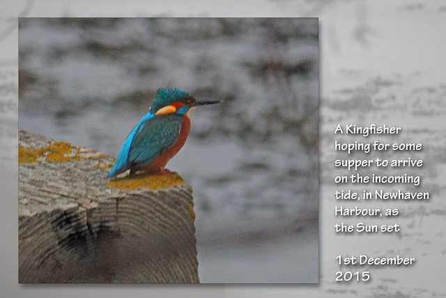 Kingfisher - Newhaven Harbour - 01.12.2015