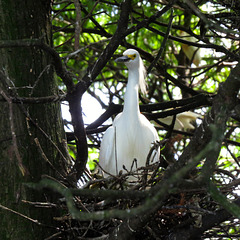 Snowy egret on nest