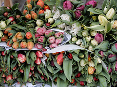 Tulpen für die Ostervase