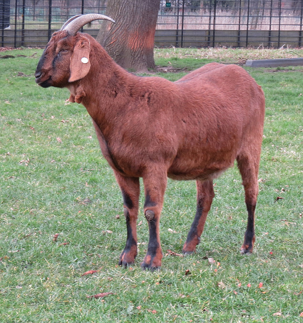 clissold park goat