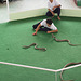 Pattaya, Snake Show
