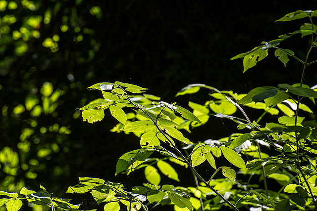 Sunlit leaves at Dibbinsdale nature reserve