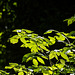 Sunlit leaves at Dibbinsdale nature reserve