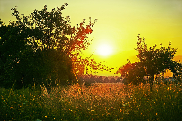 Abendstimmung in einer Streuobstwiese - Evening atmosphere in a meadow orchard