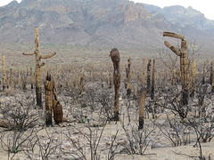 Saguaro Apocalypse