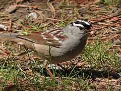 White-crowned Sparrow / Zonotrichia leucophrys