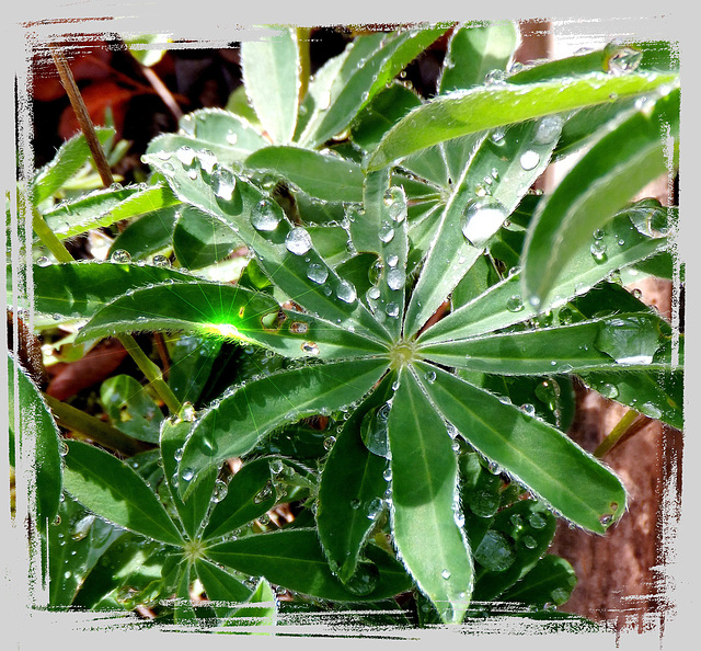 Lupinenblätter im Regen... ©UdoSm