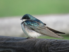 Tree Swallow / Tachycineta bicolor