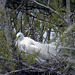 Great Egret on a Nest