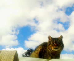 Cat on the roof