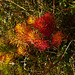 Zypressen-Wolfsmilch in Herbstfarben