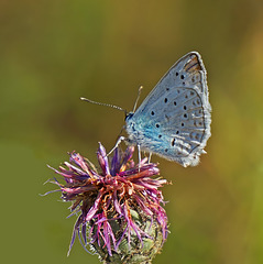 Zahnflügel-Bläuling (Polyommatus daphnis) - Meleager's blue