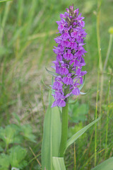 Marsh Orchid