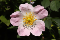Dog rose (Rosa canina)