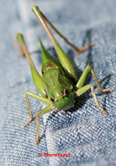 Great green bush-cricket (Tettigonia viridissima) Female attacks photographer A14-03