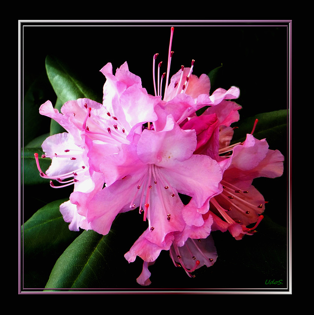 Rhododendron-3... ©UdoSm