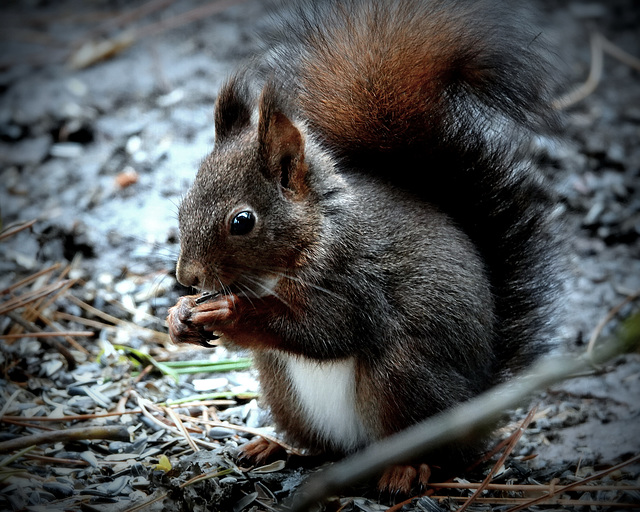 Écureuil roux, (Sciurus vulgaris,Eurasian Red Squirrel)