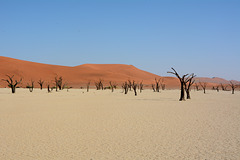 Namibia, Ancient Dried up Forest in Deadvlei