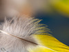 Pictures for Pam, Day 11: Soft Feather for Macro Monday 2.0