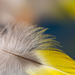 Pictures for Pam, Day 11: Soft Feather for Macro Monday 2.0