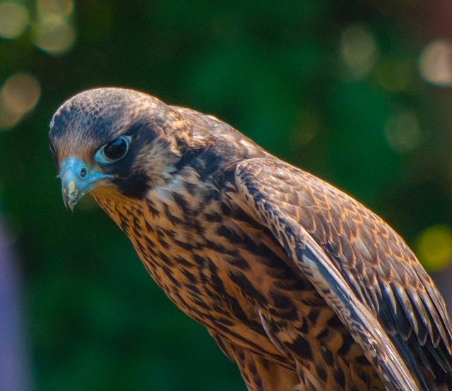 Peregrine Falcon 1