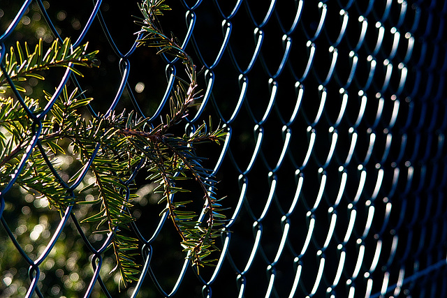 Coniferous Fence Friday CFF!