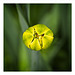 Daffodil Emerging