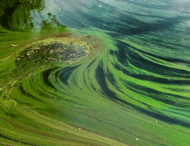 Grüne Welle
