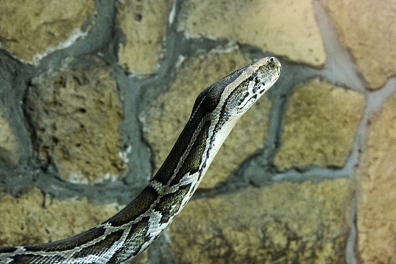 20150911 8847VRAw [D~HF] Tigerpython (Python molurus), Tierpark, Herford