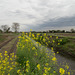 Rapeseed on the bank