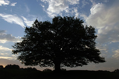 Tree in Borkener Paradies
