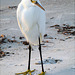 snowy egret (pip)