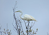 Great Egret in Breeding Plumage