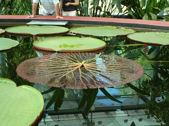 upside down lily pad