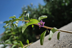 Lycium barbarum, Goji, Solanaceae, Penedos