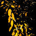Evening Leaves