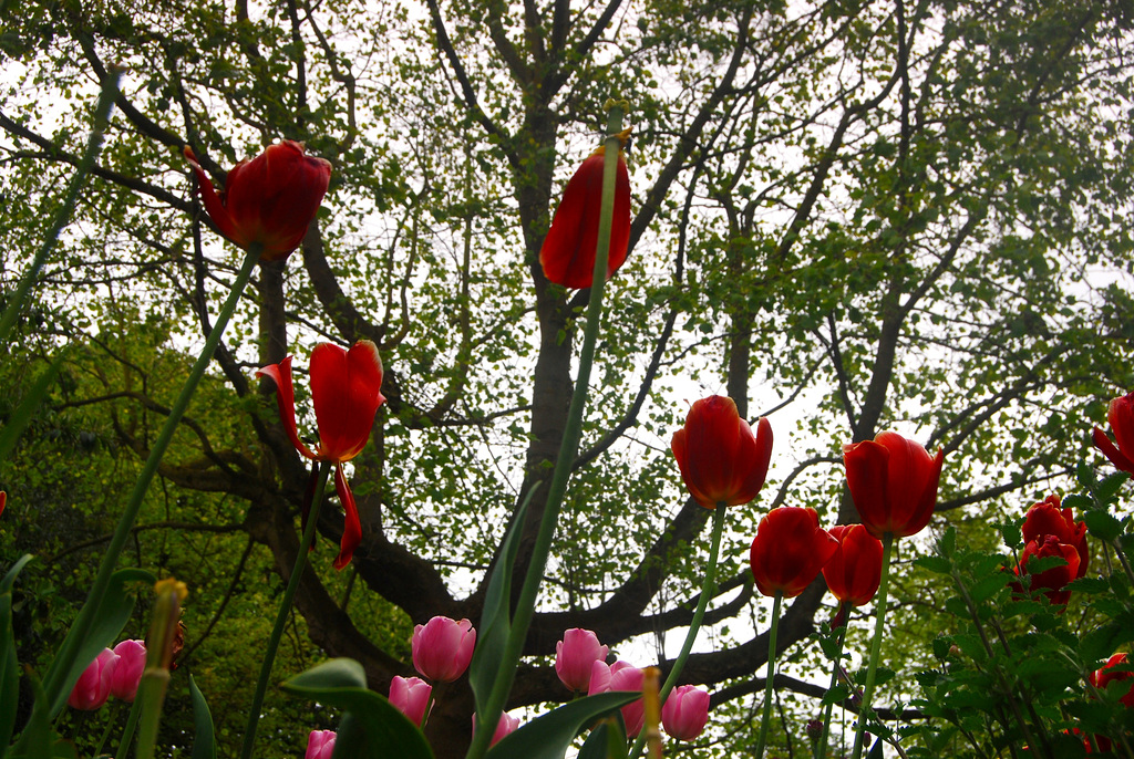 tulip tree!