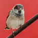 House Sparrow at the Saskatoon Farm
