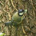 Great Tit with Grub