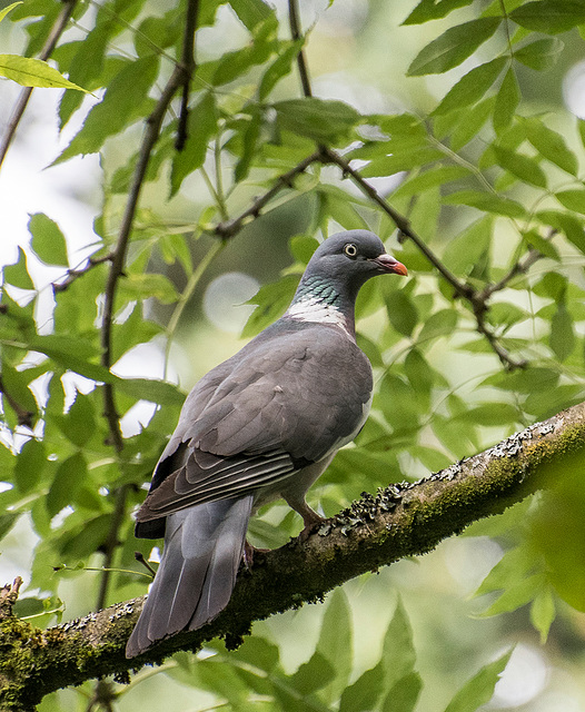 A woodpigeon at Dibbinsdale nature reserve