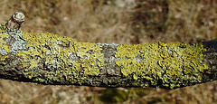 20200408 7127CPw [D~MI] Gelbe Baumflechte (Xanthoria parietina), Großes Torfmoor, Hille