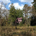 Pink Tree In Balloch Park