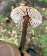 Growing out of buried rotting wood in northern Scotland: ID?
