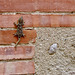 Climbing the Wednesday Wall Gecko.