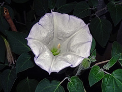 Datura Inoxia ~ Moonflower